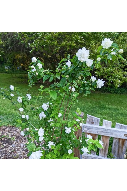 Чубушник Pearls of Perfume догляд